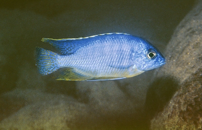 Protomelas taeniolatus 'Chewere'